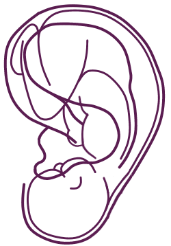 tekening auriculo baby in oor